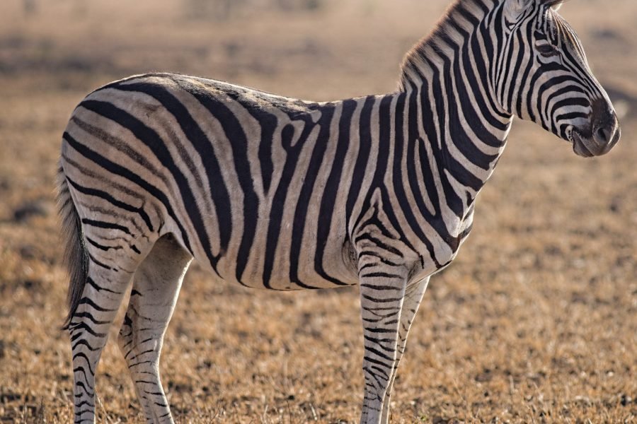 Zanzibar Beach Holiday