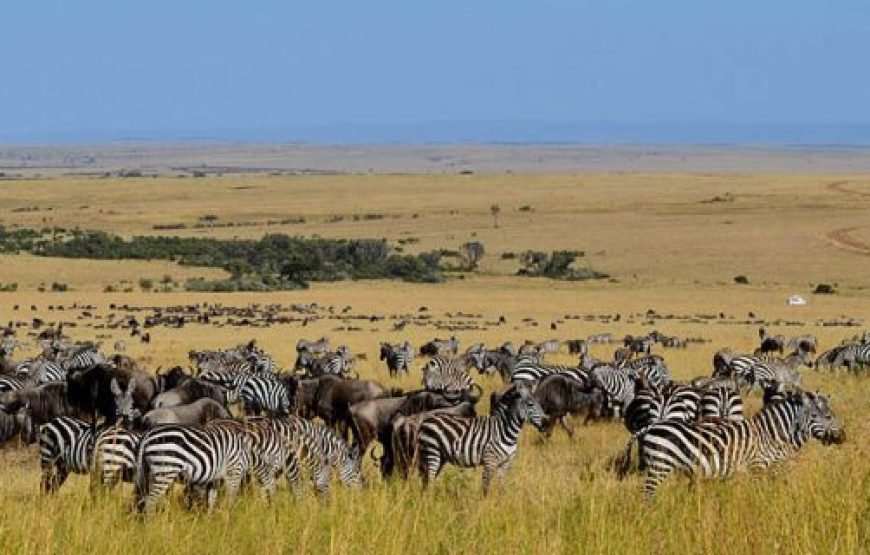 3 DAYS/ 2 NIGHTS AMBOSELI SOPA FLYING SAFARI