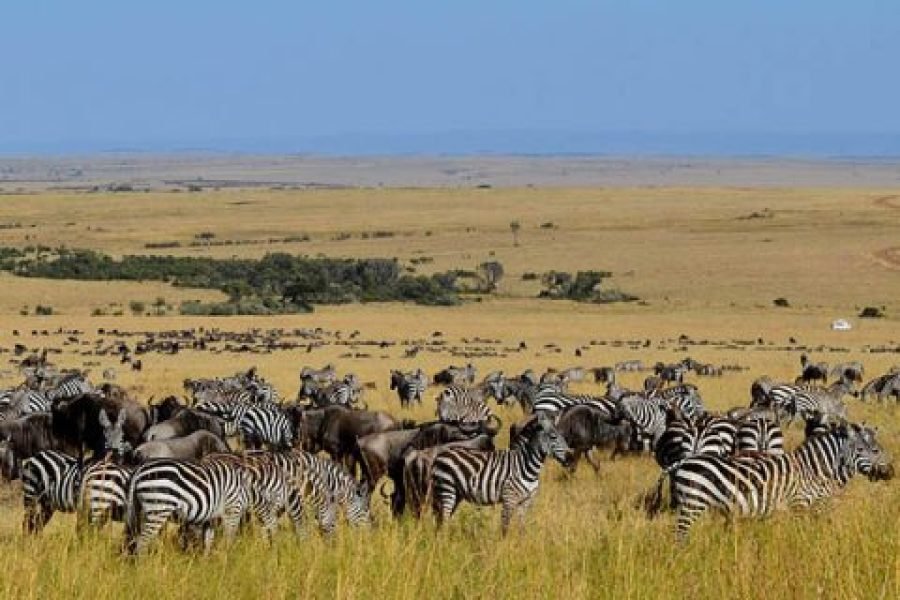 3 DAYS /2 NIGHTS MARA INTREPID FLYING SAFARI PACKAGE