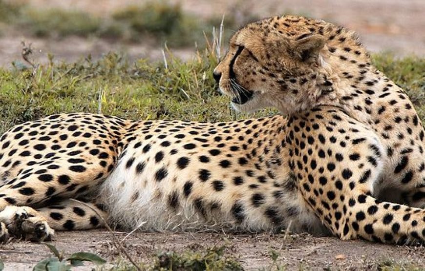 3 DAYS/ 2 NIGHTS AMBOSELI SOPA FLYING SAFARI