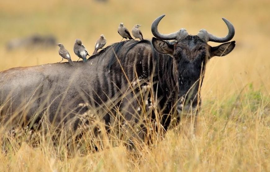 3 DAYS/ 2 NIGHTS AMBOSELI SOPA FLYING SAFARI