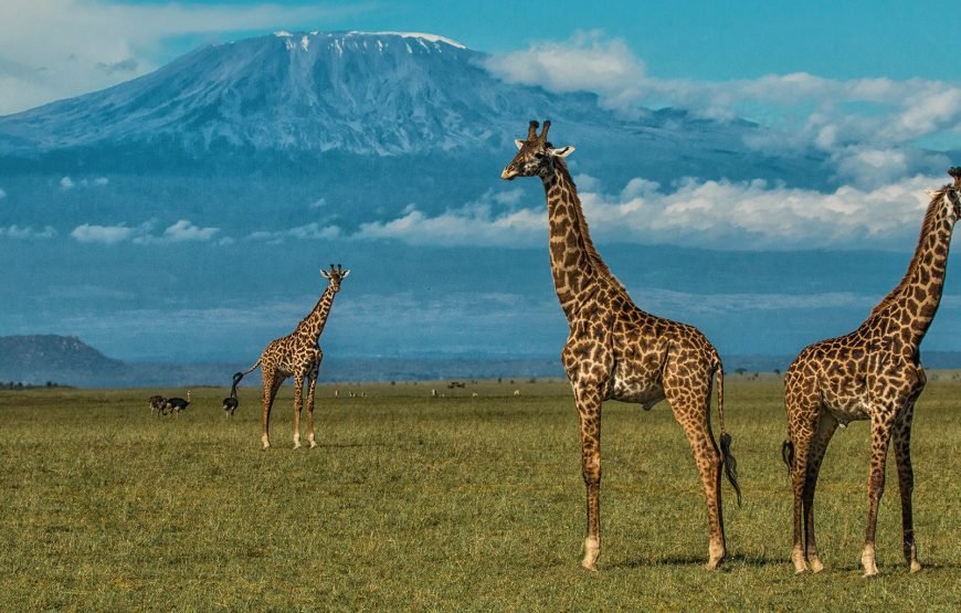 3 DAYS/ 2 NIGHTS AMBOSELI SOPA FLYING SAFARI