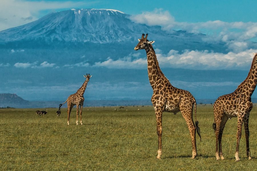 3 DAYS/ 2 NIGHTS AMBOSELI SOPA FLYING SAFARI