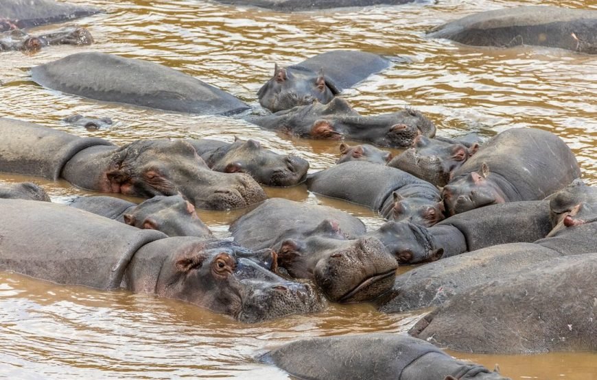 3 DAYS /2 NIGHTS MARA SENTRIM FKYING SAFARI PACKAGE