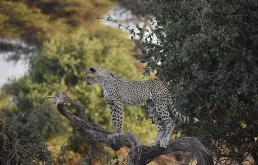 3 DAYS/2 NIGHTS AMBO SERENA FLYING SAFARI