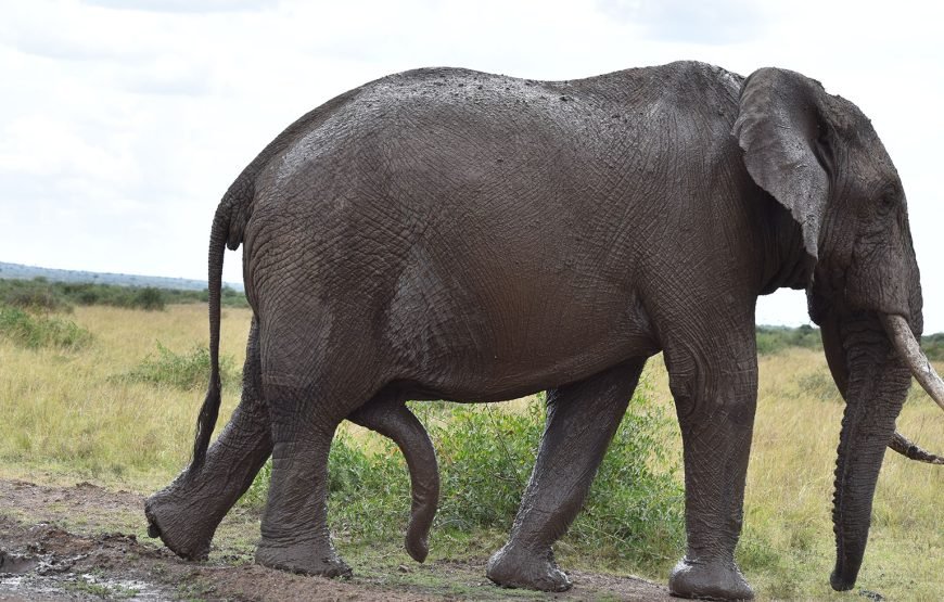 3 Days/2 Nights Mara Serena Flying SAFARI Package