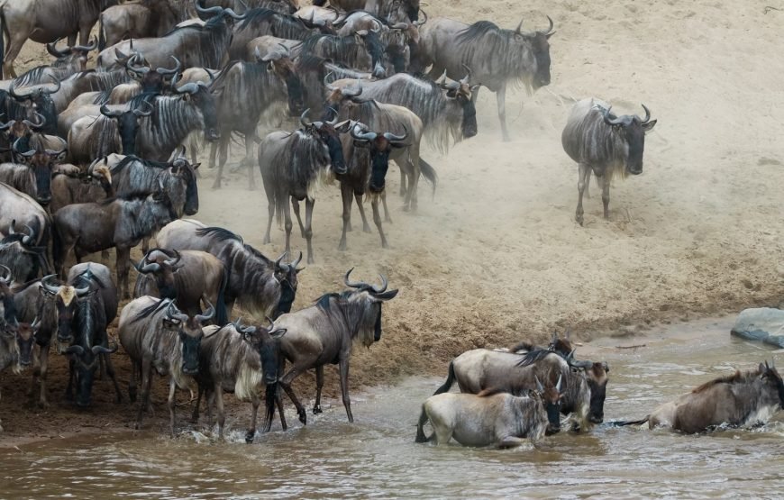 3 Days/2 Nights Mara Serena Flying SAFARI Package