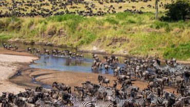 Maasai Mara Flying Safari Package