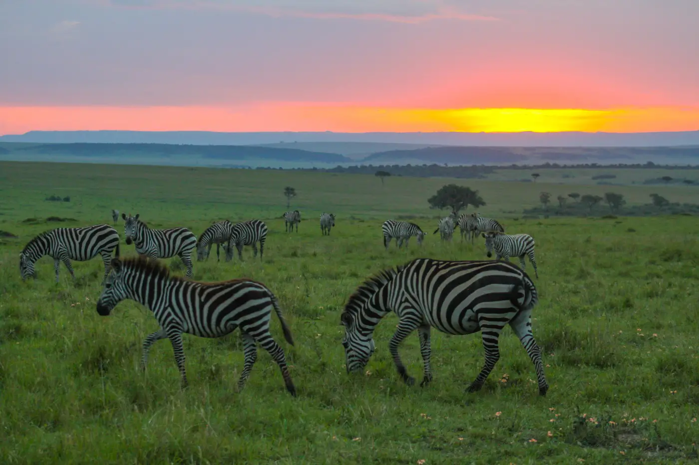 3 DAYS/2 NIGHTS MARA SOPA FLYING SAFARI PACKAGE