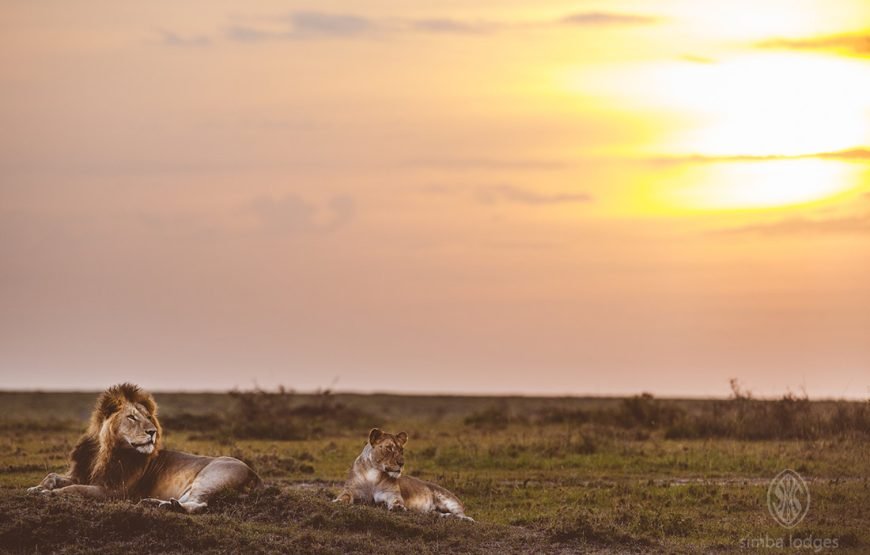 3DAYS /2 NIGHTS MARA SIMBA FLYING SAFARI PACKAGE