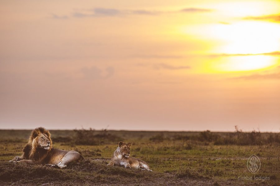 3DAYS /2 NIGHTS MARA SIMBA FLYING SAFARI PACKAGE