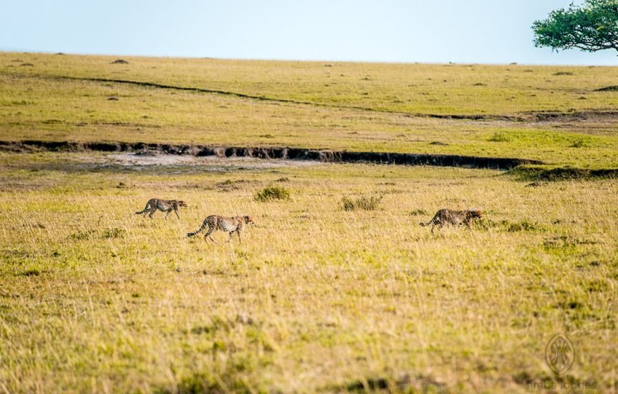 3DAYS /2 NIGHTS MARA SIMBA FLYING SAFARI PACKAGE