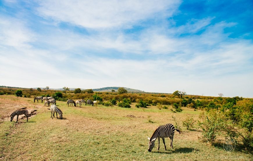 3DAYS /2 NIGHTS MARA SIMBA FLYING SAFARI PACKAGE