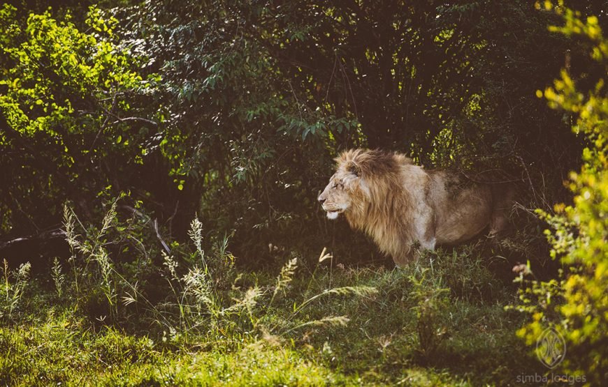 3DAYS /2 NIGHTS MARA SIMBA FLYING SAFARI PACKAGE