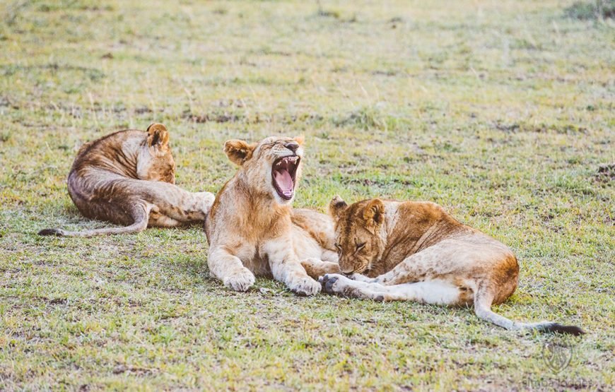 3DAYS /2 NIGHTS MARA SIMBA FLYING SAFARI PACKAGE
