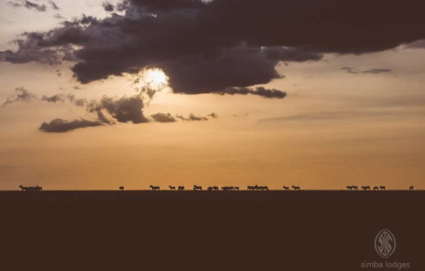 3DAYS /2 NIGHTS MARA SIMBA FLYING SAFARI PACKAGE