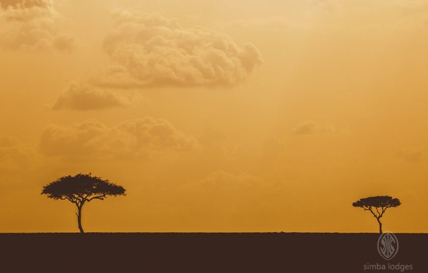 3DAYS /2 NIGHTS MARA SIMBA FLYING SAFARI PACKAGE