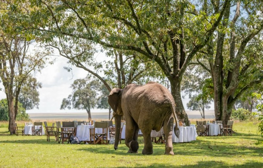 3 DAYS / 2 NIGHTS GOVERNORS CAMP MARA SAFARI FLYING PACKAGE