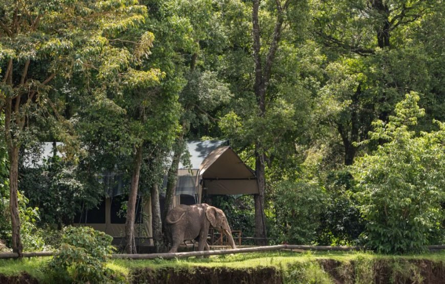 3 DAYS / 2 NIGHTS GOVERNORS CAMP MARA SAFARI FLYING PACKAGE