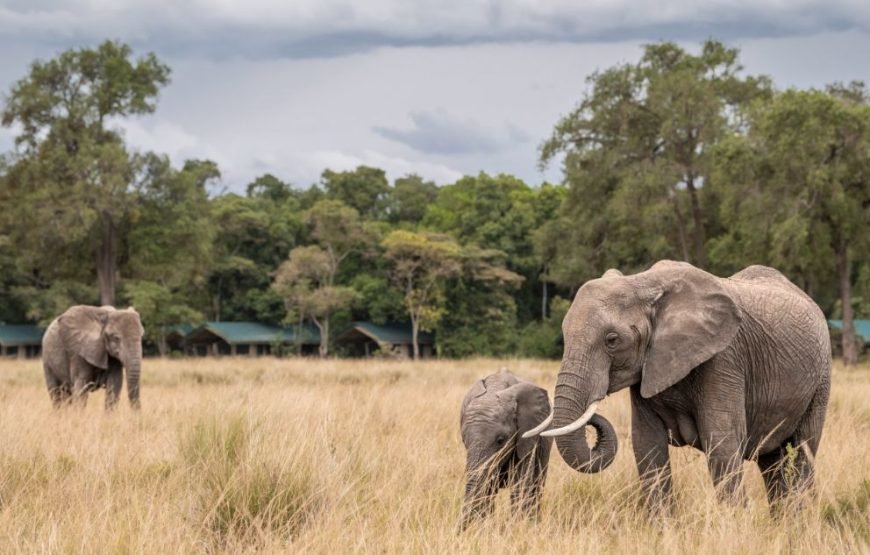 3 DAYS / 2 NIGHTS GOVERNORS CAMP MARA SAFARI FLYING PACKAGE