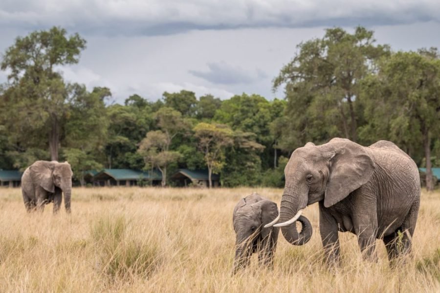 3 DAYS / 2 NIGHTS GOVERNORS CAMP MARA SAFARI FLYING PACKAGE