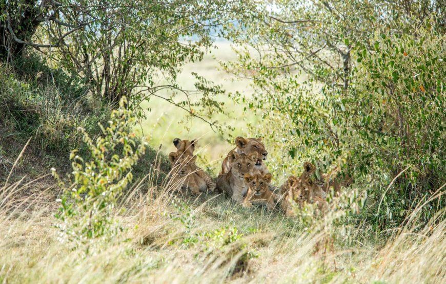 3DAYS / 2NIGHTS ENGAI MARA SAFARI FLYING PACKAGE