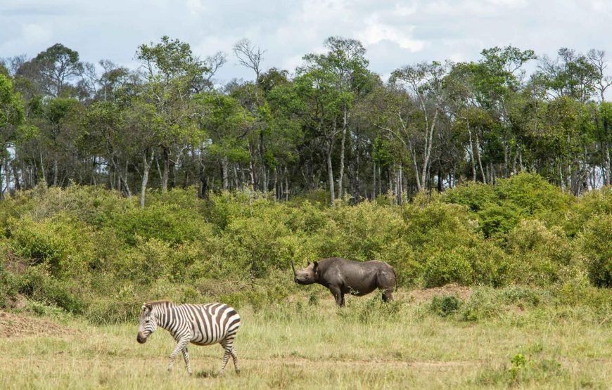 3DAYS / 2NIGHTS ENGAI MARA SAFARI FLYING PACKAGE