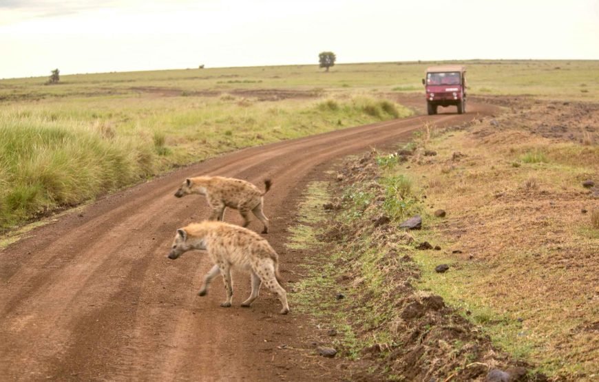 3DAYS / 2NIGHTS ENGAI MARA SAFARI FLYING PACKAGE