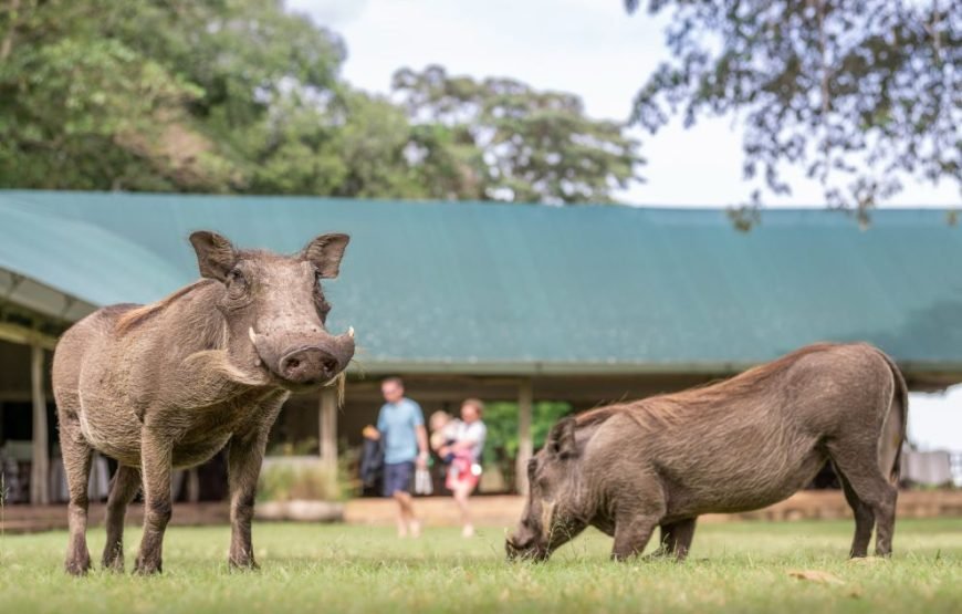 3 DAYS / 2 NIGHTS GOVERNORS CAMP MARA SAFARI FLYING PACKAGE