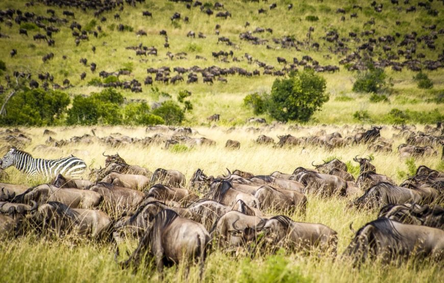 3 DAYS / 2 NIGHTS KEKOROK MARA FLYING SAFARI PACKAGE