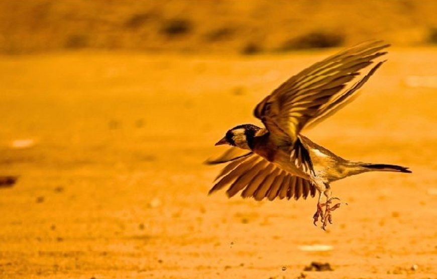 3 DAYS / 2 NIGHTS KEKOROK MARA FLYING SAFARI PACKAGE