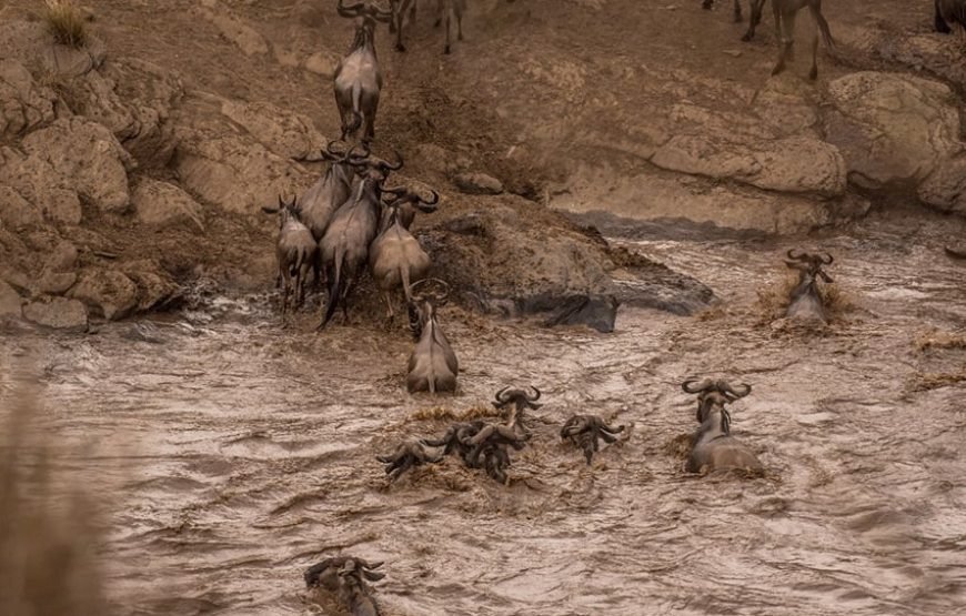 3DAYS/2 NIGHTS MARA SAROVA FLYING SAFARI PACKAGE