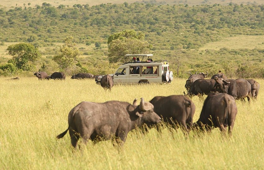 DAY 1: PICK UP AND FLY TO MAASAI MARA - MARA ASHNIL CAMP 